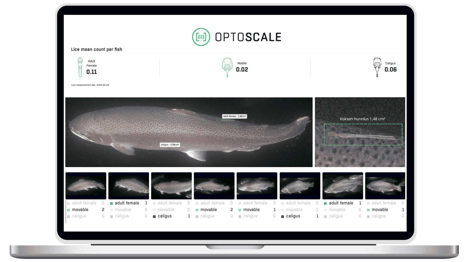 Lus på ørret webportal 1 Lice on trout