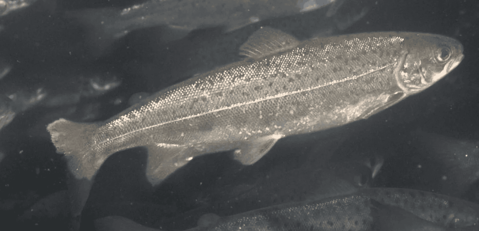 Smolt OptoScale