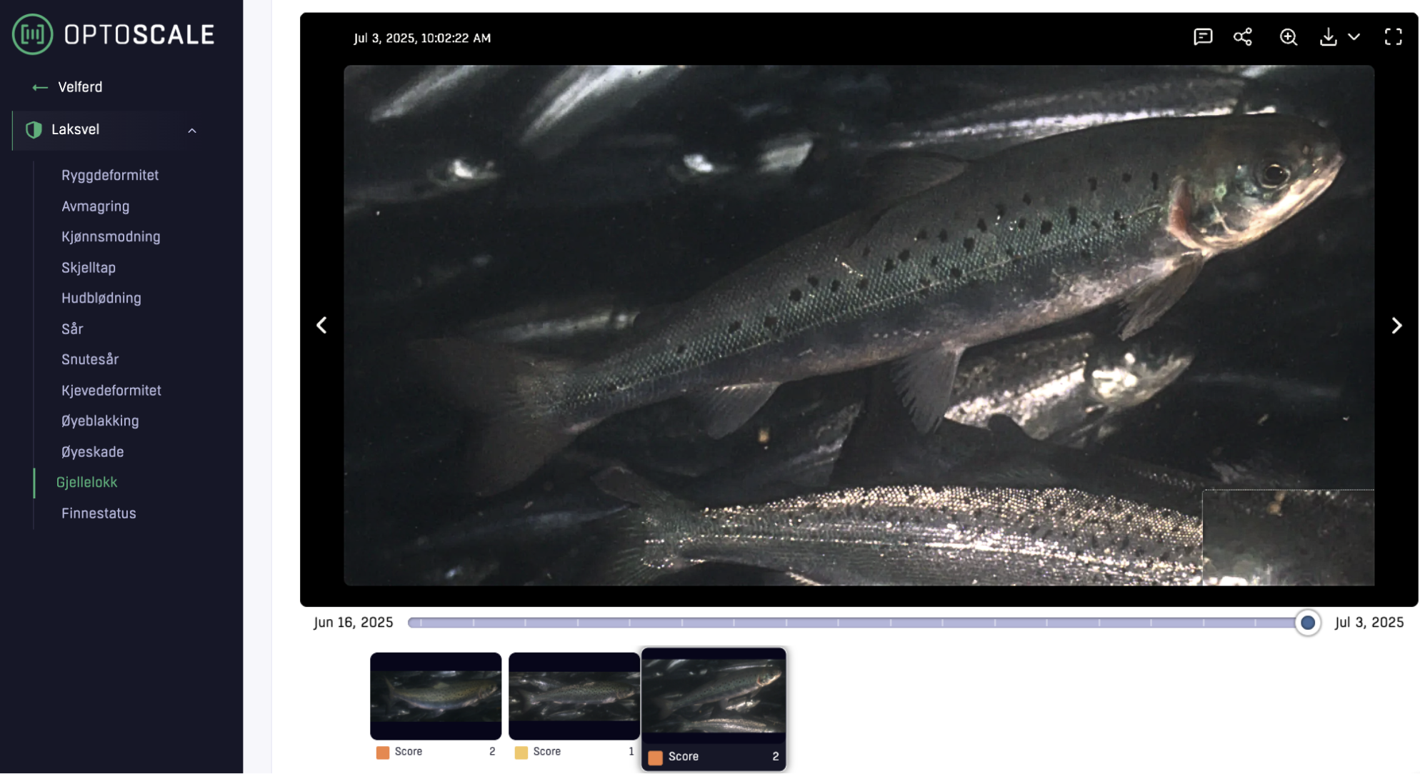 Smolt Webportal OptoScale